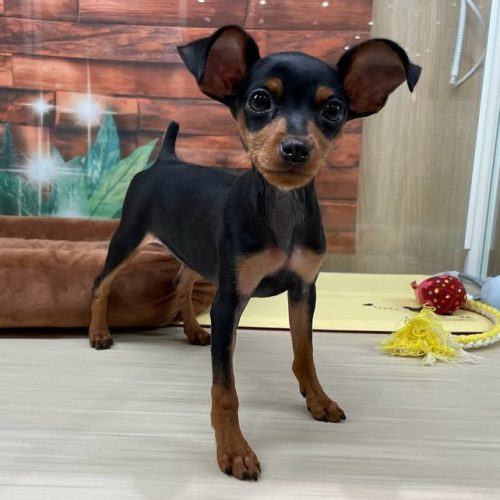 minipin_winston_1721844004_3419397804740096072_64738572946 minipin_winston_1721844004_3419397804740096072_64738572946